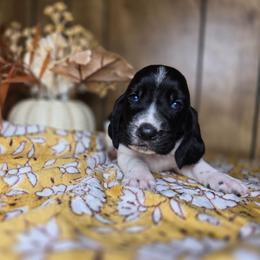 Viserys - Black and white male Basset Hound puppy in Valley, Washington from Enchanted Valley Paws