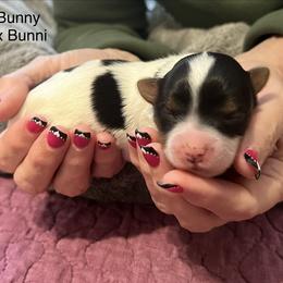 Bugs Bunny - Blue tan and white male Biewer Terrier puppy in Chester, South Carolina from Classic Biewers