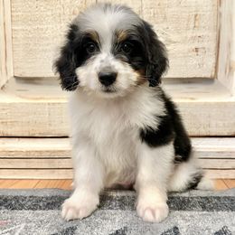 Male Mini Bernedoodle - Tri-color male Bernedoodle puppy in Brooksville, Florida from Kruger Doodles