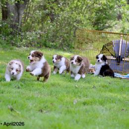 Australian Shepherd Puppies from Sacré-Cœur Australian shepherds
