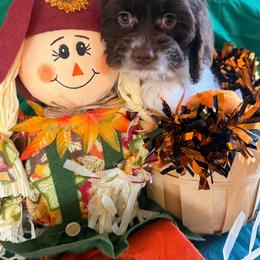 Carajillo - Brown and white female Cockapoo puppy in Holton, Indiana from MoonShine Babies / OZ