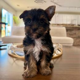 Rose - Black and tan female Yorkshire Terrier puppy in Smryna, Georgia from Owensons’ Kennel