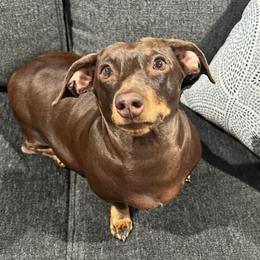 Hazel - Dachshund