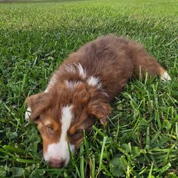Mys m2 blue - Black tri-color male Australian Shepherd puppy in Arbela, Missouri from County Line Aussies