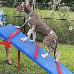 Great Dane All Grown Up from Long Hall Danes