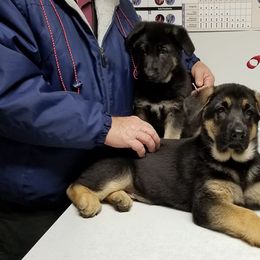 German Shepherd Puppies from Sevilla German Shepherds