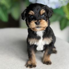 Army - Tri-color male Australian Labradoodle puppy in Clarksville, Tennessee from Fairytale Lane Australian Labradoodles