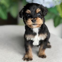 Army - Tri-color male Australian Labradoodle puppy in Clarksville, Tennessee from Fairytale Lane Australian Labradoodles