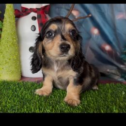 Medusa - Dapple female Dachshund puppy in Floresville, Texas from Muddy River Dachshunds