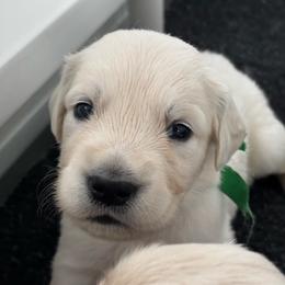 Boy puppy - Light golden male Golden Retriever puppy in Myakka City, Florida from MC Goldens