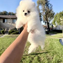 Iceman - White male Pomeranian puppy in Las Vegas, Nevada from PupsByNikki