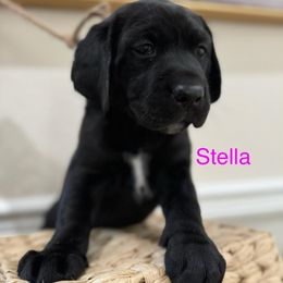 Labrador Retriever Puppies from Andrew’s Labs