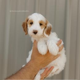 Walnut - Parti male Goldendoodle puppy in Hiddenite, North Carolina from Rose and Reid Doodles