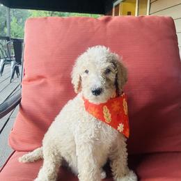 Austin - Apricot male Poodle puppy in Oak Glen, California from Coriander Pups