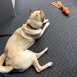 Astrid - Cream Chinese Shar-Pei puppy in Michigan from S. Suede Shar Pei