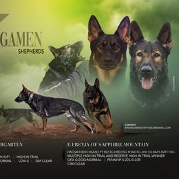 German Shepherd puppies from Brisingamen Shepherds