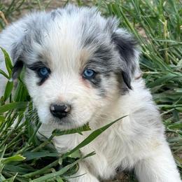 Ranger - Australian Shepherd puppy from Creekside Aussies