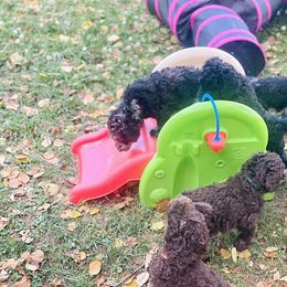 Goldendoodle, Labradoodle, Poodle, and Saint Berdoodle Puppies from Dent’s Doodles