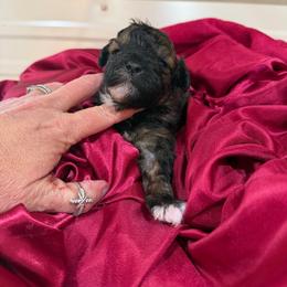 Mocha - Sable male Goldendoodle puppy in Cherry Tree, Pennsylvania from Plum Creek Acres Next Generation
