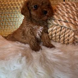 Bingo - Red  male Goldendoodle puppy in Davie, Florida from Daviegoldendoodles
