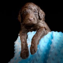Bernedoodle and Labradoodle Puppies from Delaney Park Doodles