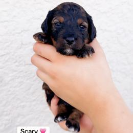 Scary Spice - Phantom female Goldendoodle puppy in Kissimmee, Florida from Poodle Doodle Kennels