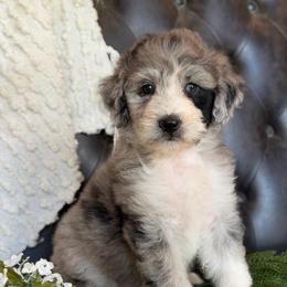 Daisy- Has Videos - Blue merle female Aussiedoodle puppy in Troy, South Carolina from Lana Corley- Australian Shepherds of 3/W Farms