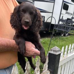 Girl 1 - female Boykin Spaniel puppy in Farmington, Illinois from Beekauz Kennel