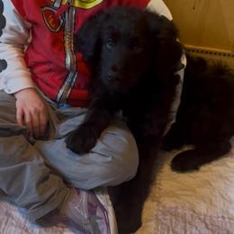 Dasher - Black and white male Aussiedoodle puppy in Lodi, California from KJ Doodles