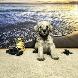 Pepe - White male Schnoodle puppy in Tucson, Arizona from Smart Schnauzers & Schnoodles