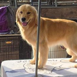 Golden Retriever puppies from Snowshoe Samoyeds