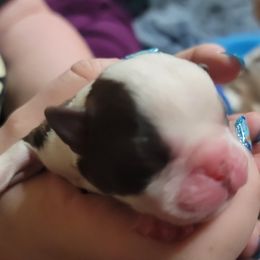 Boston Terrier Puppies from Amanda's Terriers