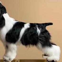 Cocker Spaniels from Silhouette Cocker Spaniels