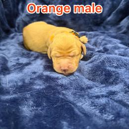 Orange - Golden male Golden Retriever puppy in Salt Lake City, Utah from Soaring golden retrievers