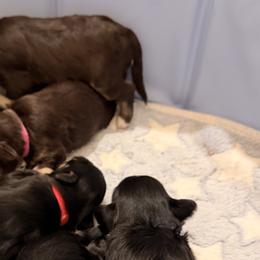 Miniature Schnauzers from Semien Family Kennels