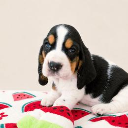 Xerxes - Black white and brown male Basset Hound puppy in Denison, Texas from Emma Lou's Baby Bassets