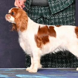 Rapunzel - English Toy Spaniel