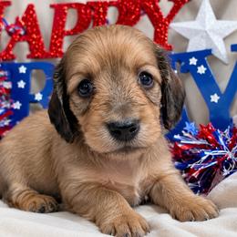 Orange collar male - Red male Dachshund puppy in Pleasant Plains, Arkansas from JGBs Dachshunds