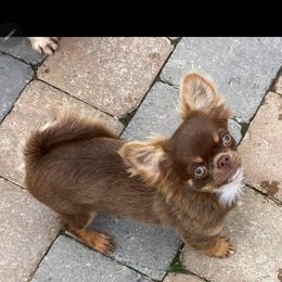 Chihuahua Puppies from Elegant Exotic Chihuahua's