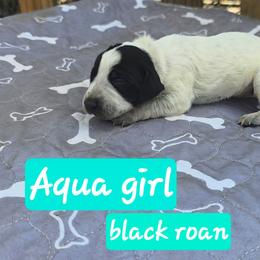 Aqua girl - Black roan female German Shorthaired Pointer puppy in Dahlonega, Georgia from Pointer Mountain Bird Dogs