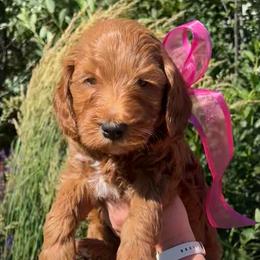 Pink Male - Apricot male Goldendoodle puppy in Great Falls, Montana from Montana Goldendoodles