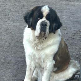 Bliss - Saint Bernard