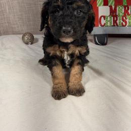 Goldendoodle puppies from Country View Bernedoodles and Goldendoodles