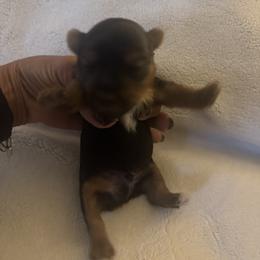 Boy 4 - Black and gold male Yorkshire Terrier puppy in Hilluard, Ohio from BR’s Yorkshire Terriers