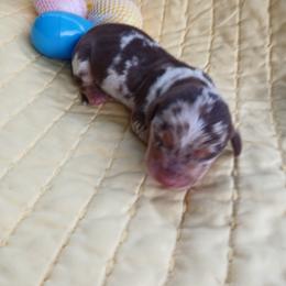 Dachshund Puppies from Dachshund Darlins