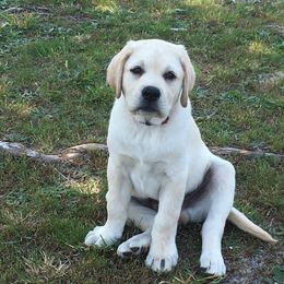 Labrador Retriever Puppies from Suebel Labradors South