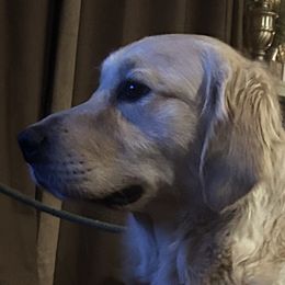 Annie-Lou - Golden Retriever