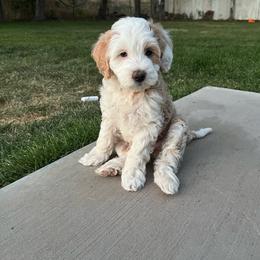 Daisy - Red merle female Aussiedoodle puppy in St George, Utah from Peachydoodlepups