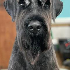 Giant Schnauzers, Miniature Schnauzers, and Standard Schnauzers from Die Nassen Baerte