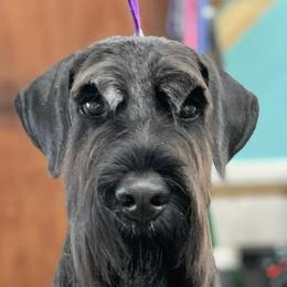 Giant Schnauzers, Miniature Schnauzers, and Standard Schnauzers from Die Nassen Baerte